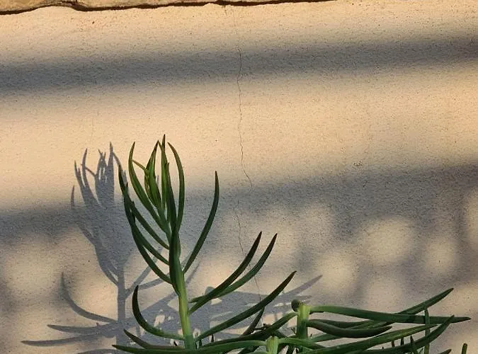 Konukevi Hom Museo *